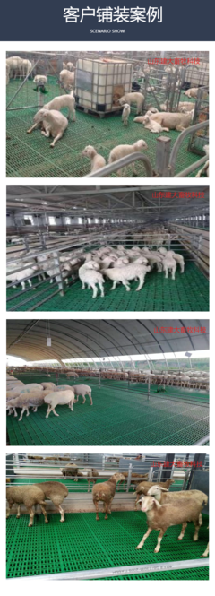 現代化養羊新選擇 高強度畜牧產床、高架床與糞板施工全解析