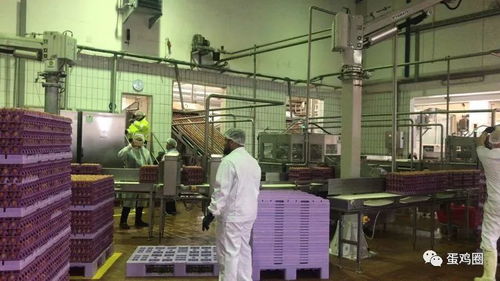 漢諾威畜牧展間隙探秘 老牌現代化蛋粉加工廠的施工革新